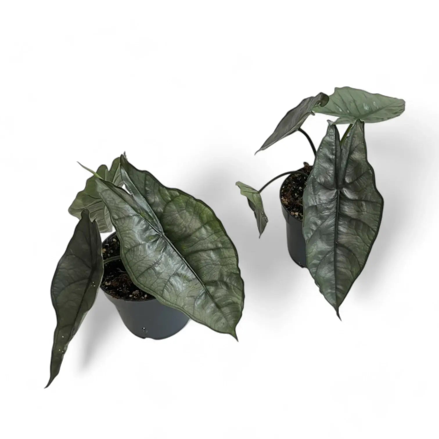 Alocasia heterophylla 'Dragon's Breath' potted plant in nursery pot on white background.