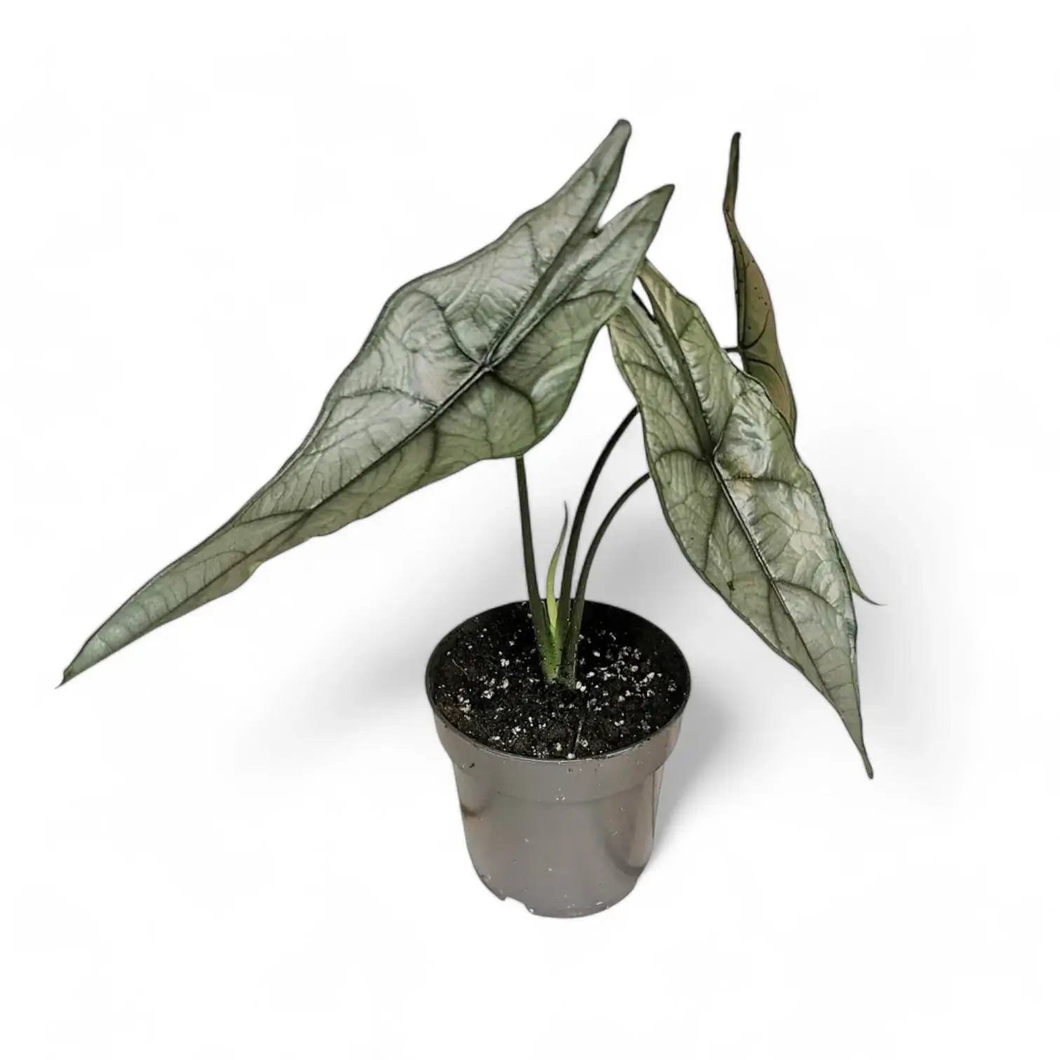 Alocasia heterophylla 'Dragon's Breath' potted plant in nursery pot on white background.