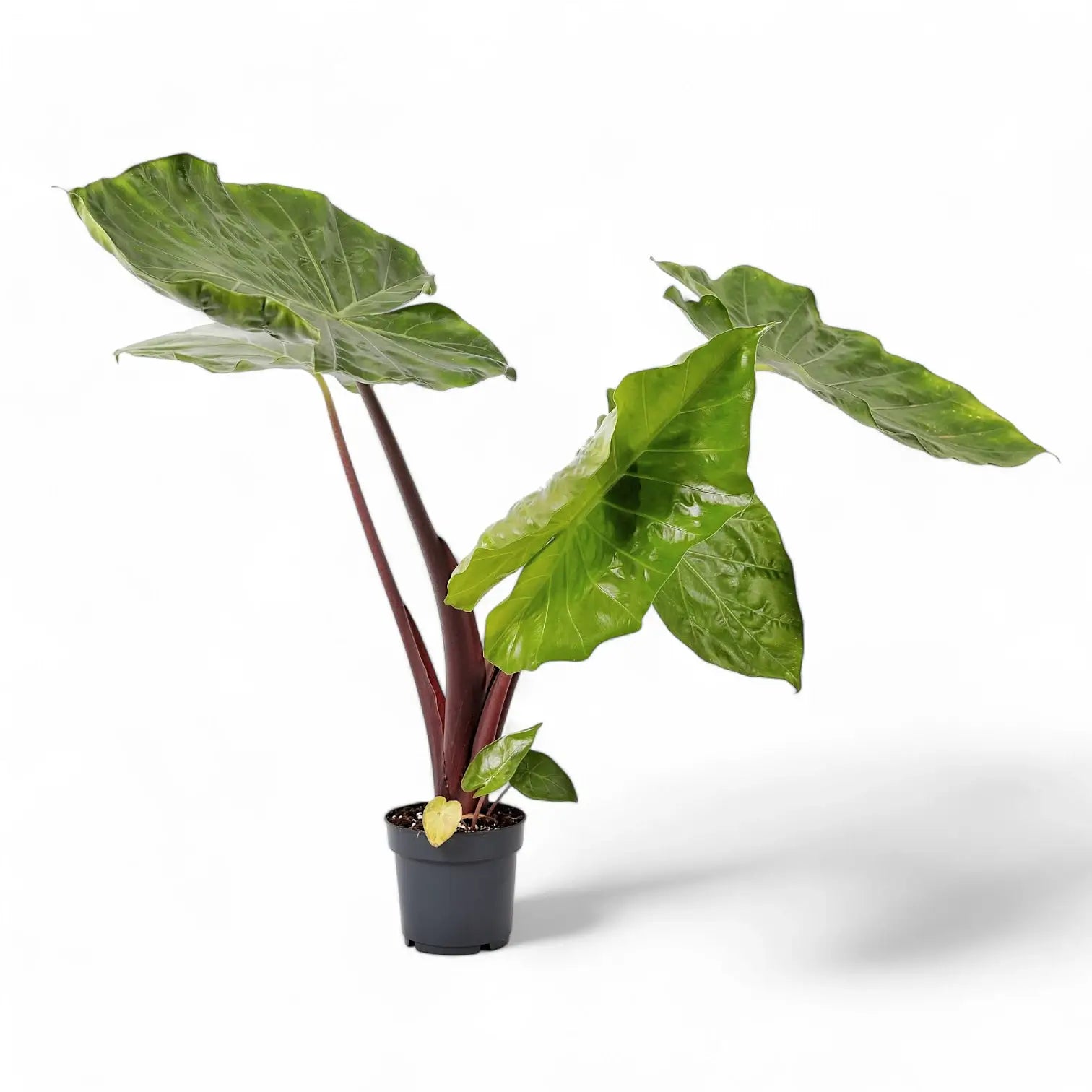 Alocasia 'Imperial Red' potted plant in nursery pot on white background.