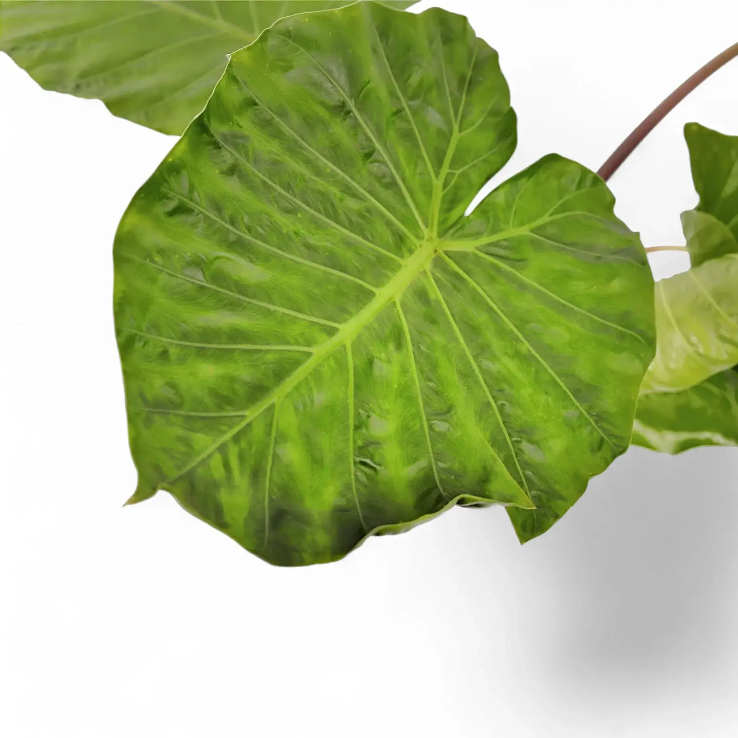 Alocasia 'Imperial Red' potted plant in nursery pot on white background.