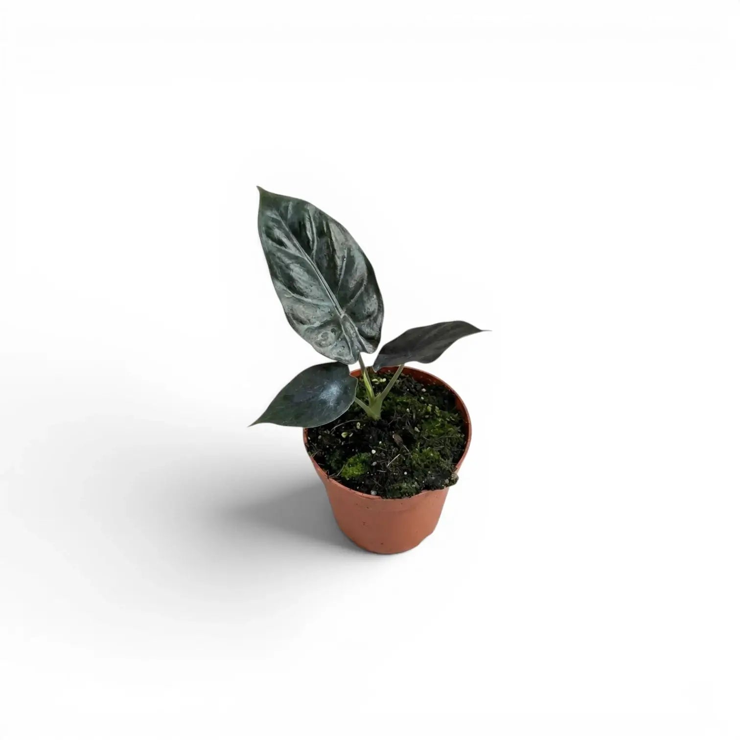 Kleine Jungpflanze von Alocasia infernalis im Topf mit sehr dunkelgrünen Blättern vor weißem Hintergrund