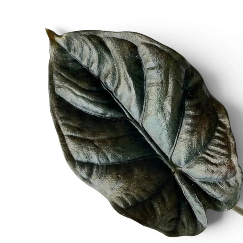 Close-up of an almost-black Alocasia infernalis leaf on a white background