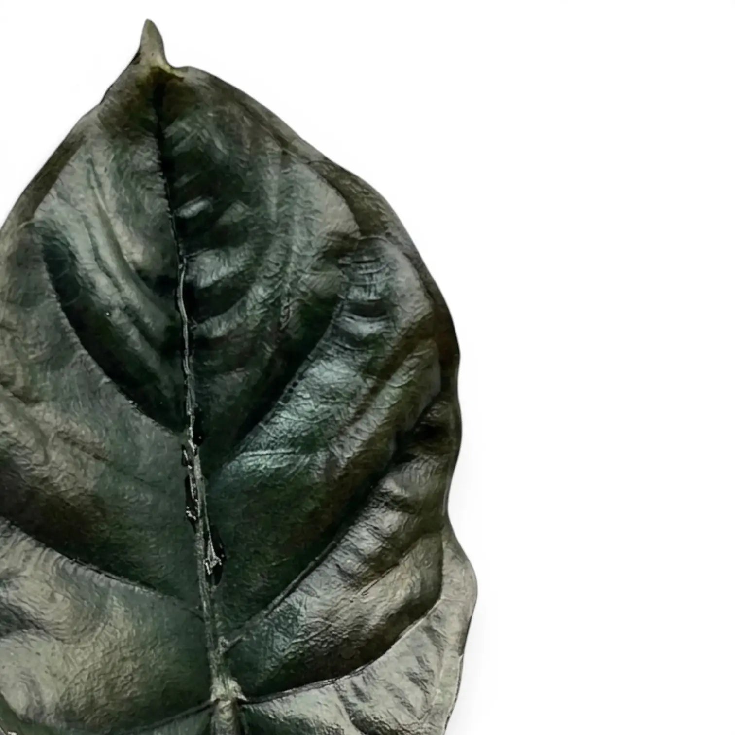 Nahaufnahme eines schwarzen Blatts von Alocasia infernalis vor weißem Hintergrund