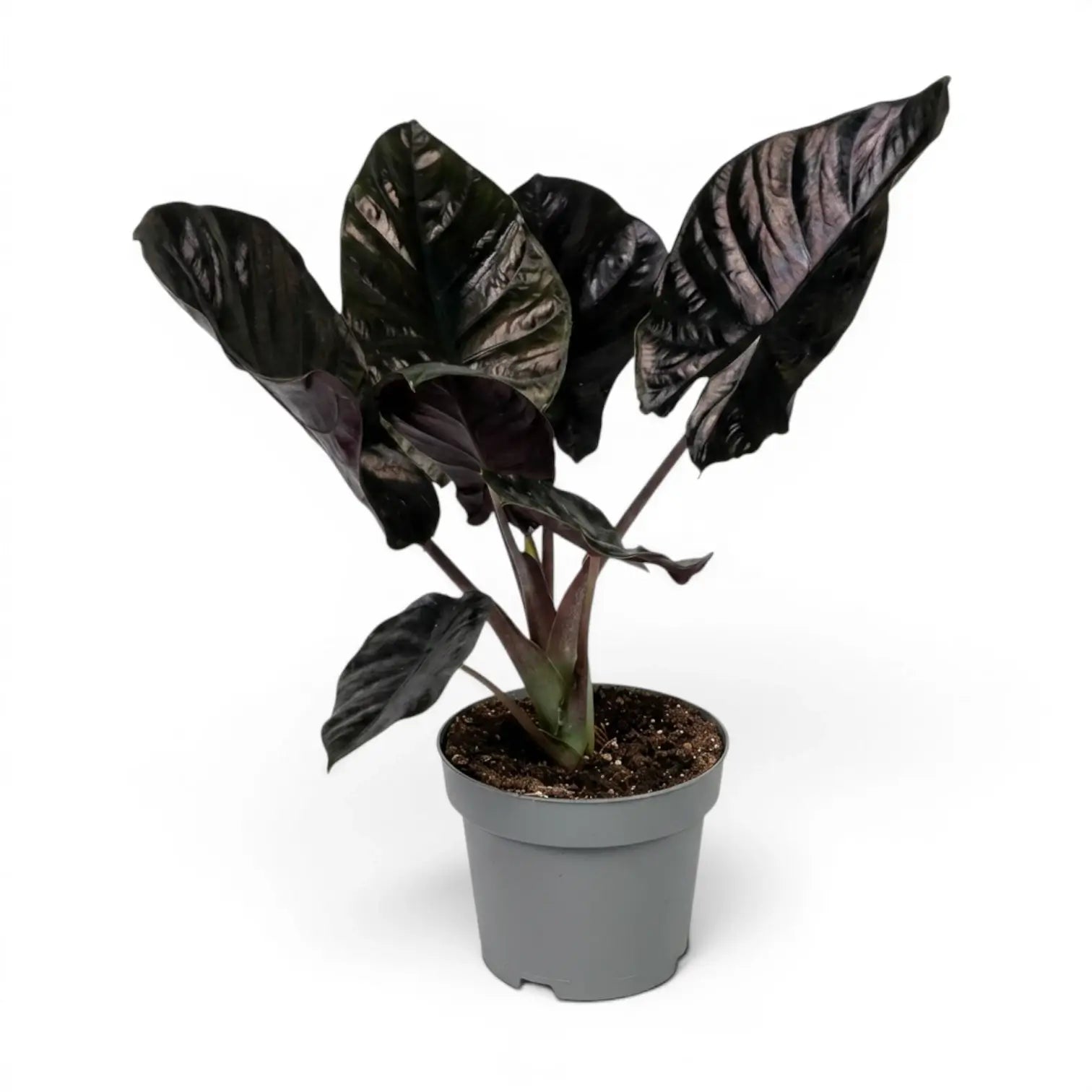 Alocasia infernalis im Topf mit sehr dunkelgrünen Blättern vor weißem Hintergrund