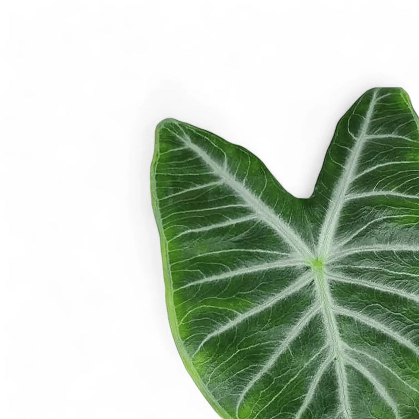 Alocasia 'Ivory Coast' leaf detail on white background.