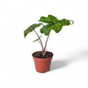 Alocasia 'Jacklyn' potted plant in nursery pot on white background.