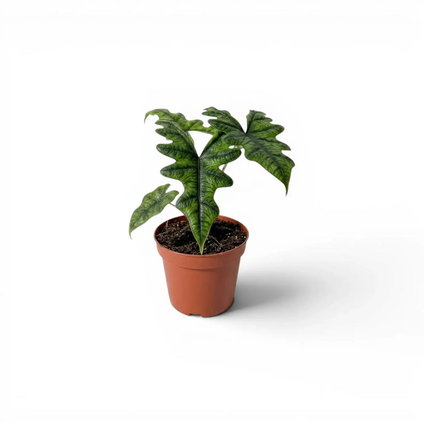 Alocasia Jacklyn Jungpflanze im Topf mit grünen Blättern auf weißem Hintergrund
