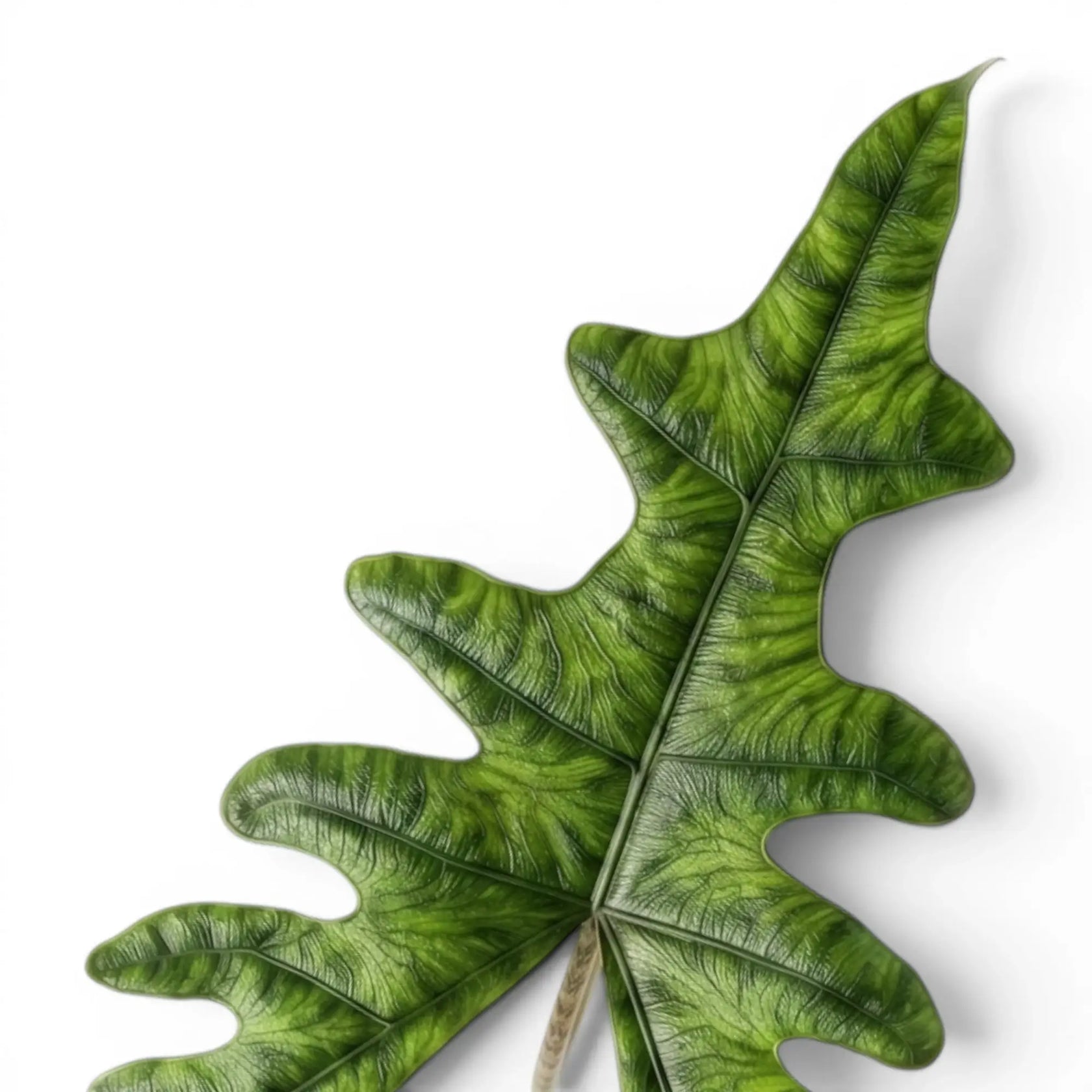 Nahaufnahme der tief gelappten, strukturierten Blätter einer Alocasia Jacklyn auf weißem Hintergrund