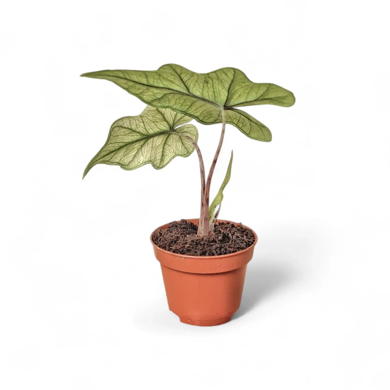 Alocasia 'Jacklyn Ghost' ('Mint') – Zimmerpflanze im Kulturtopf auf weißem Hintergrund, Produktfoto 7.