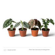 Alocasia Kindergarten plant set with four young Alocasias lined up in nursery pots