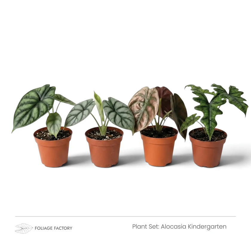 Alocasia Kindergarten plant set with four young Alocasias lined up in nursery pots