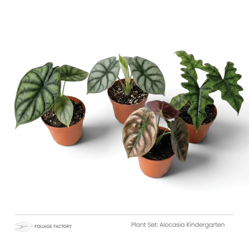 Four young Alocasias with silver, pink and dark green leaves viewed from above