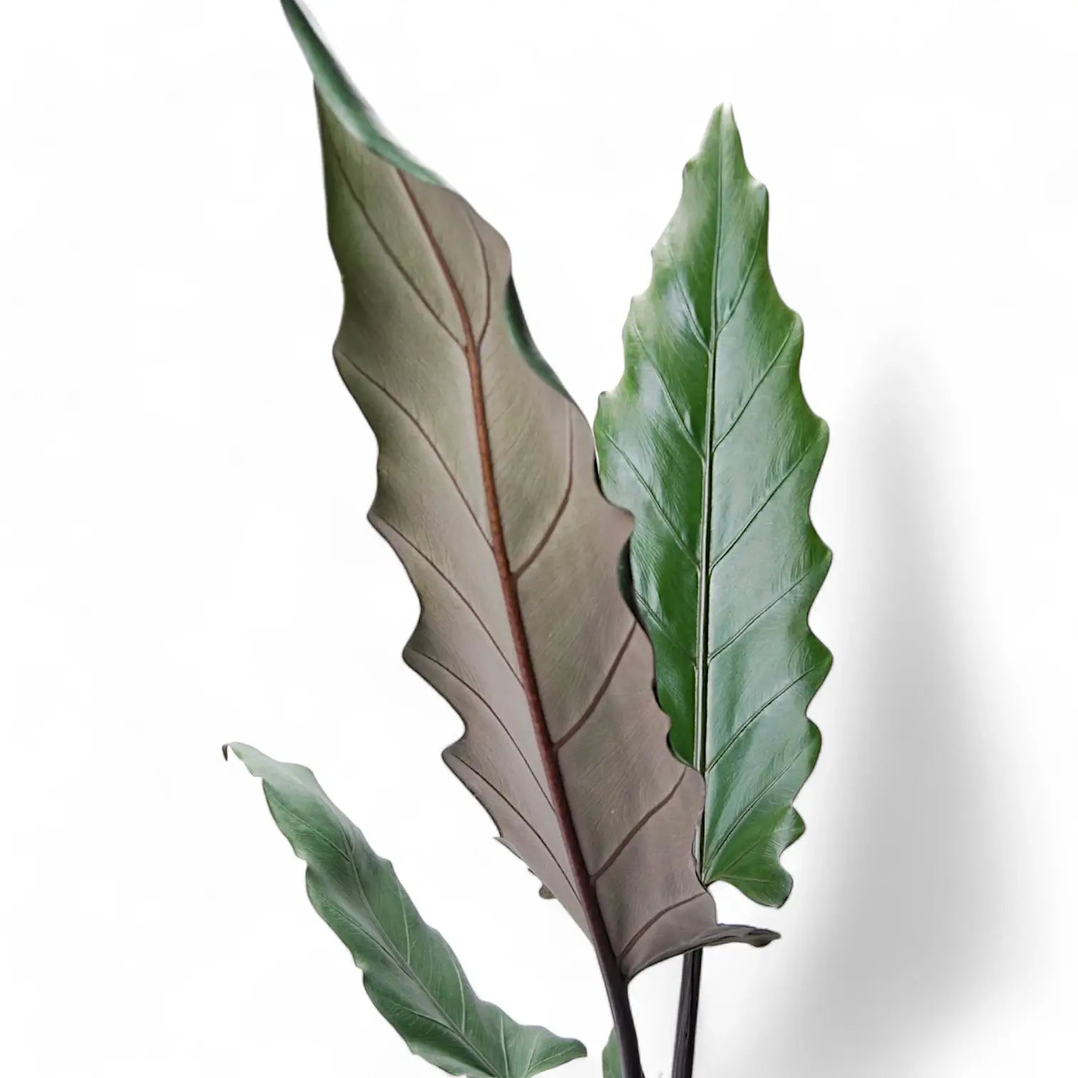 Alocasia lauterbachiana leaf detail on white background.