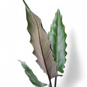 Alocasia lauterbachiana leaf detail on white background.