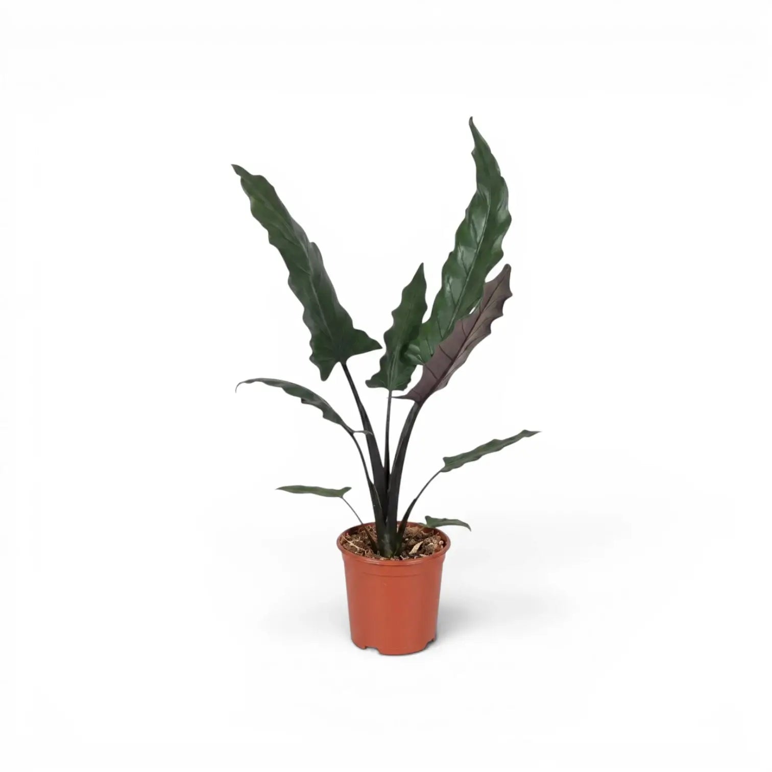 Alocasia lauterbachiana mit mehreren langen, schmalen Blättern im Anzuchttopf vor weißem Hintergrund