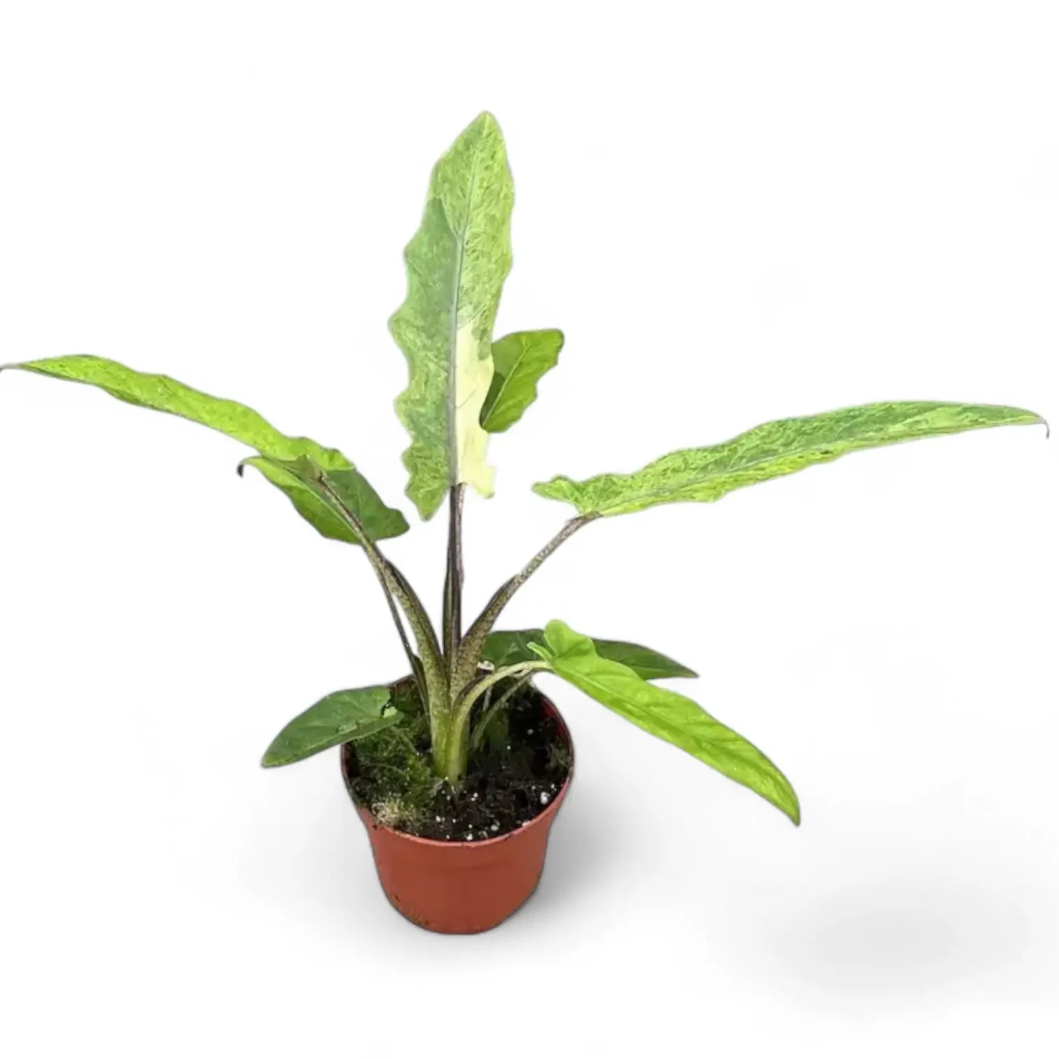 Alocasia lauterbachiana variegata – Topfpflanze im Kulturtopf vor weißem Hintergrund, Produktfoto 3.