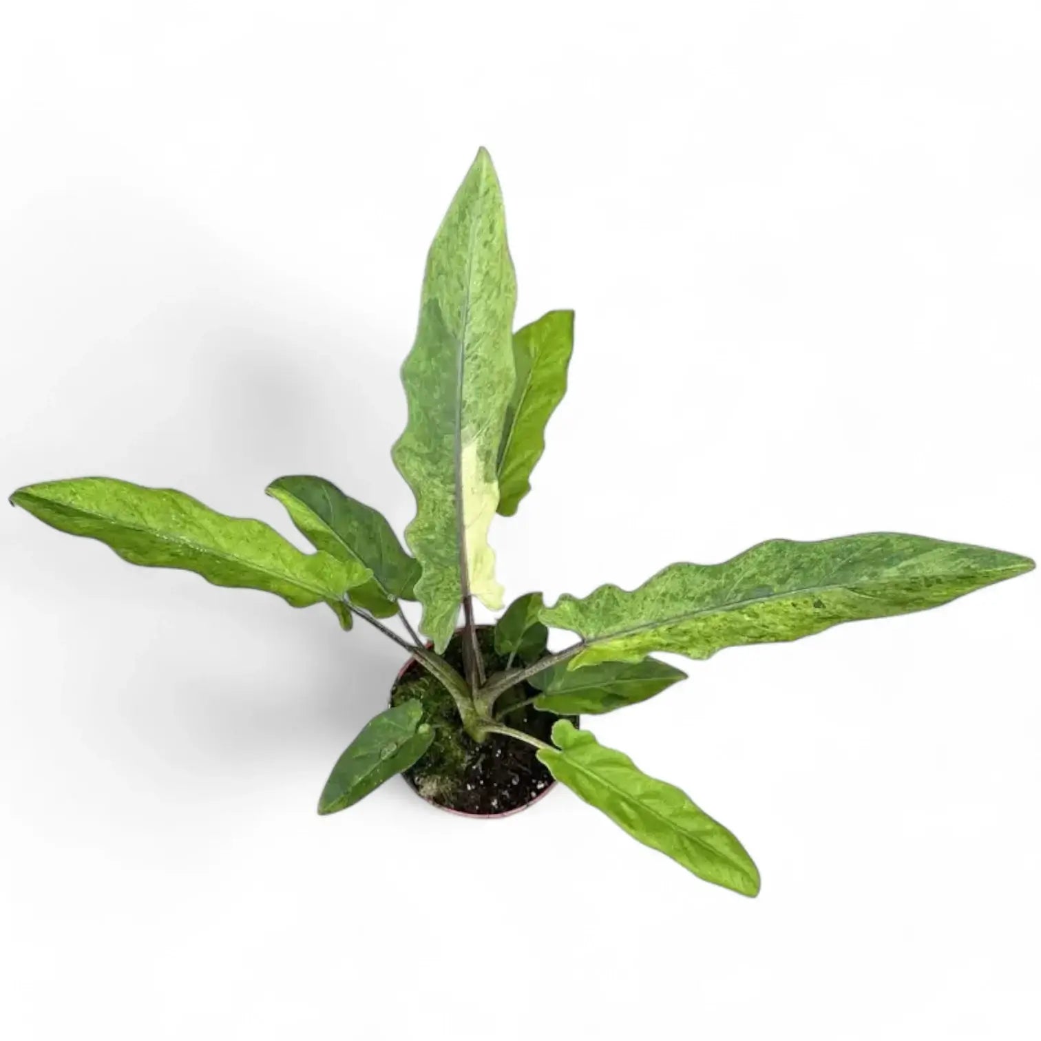 Alocasia lauterbachiana variegata – Topfpflanze im Kulturtopf vor weißem Hintergrund, Produktfoto 4.