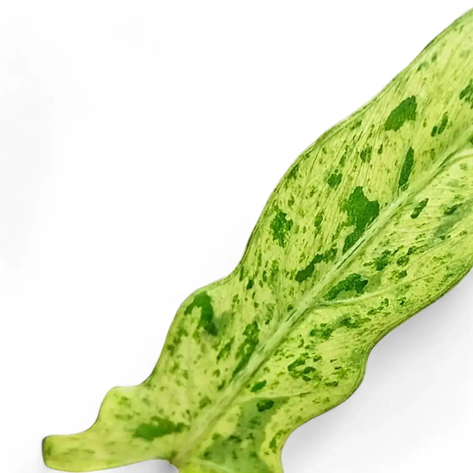 Alocasia lauterbachiana variegata – Topfpflanze im Kulturtopf vor weißem Hintergrund, Produktfoto 7.