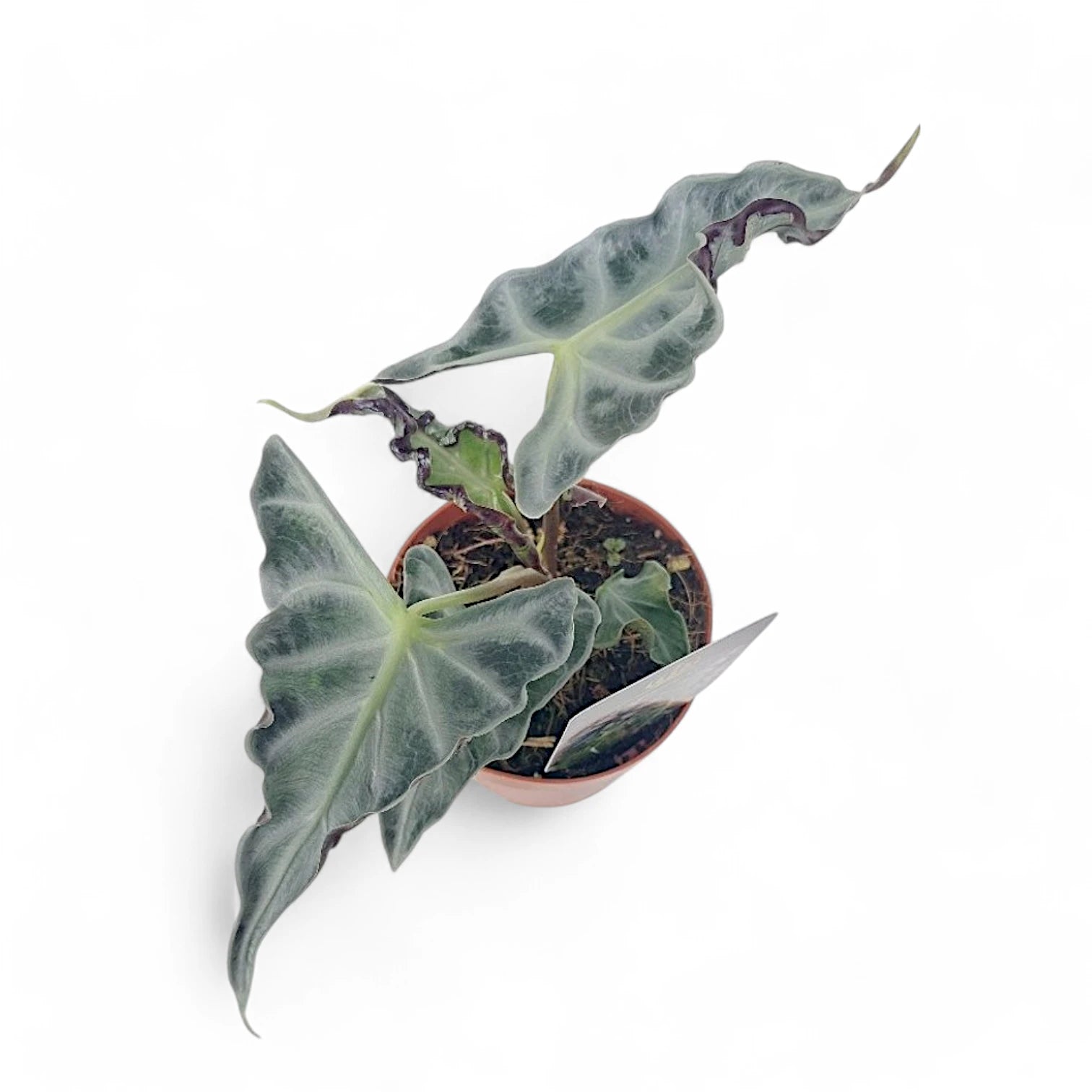 Alocasia 'Loco' potted plant in nursery pot on white background.