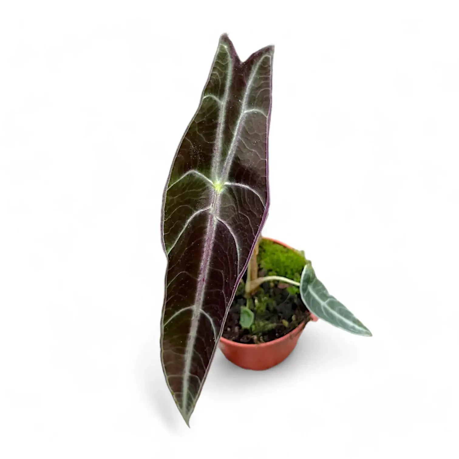 Alocasia longiloba 'Purple' potted plant in nursery pot on white background.