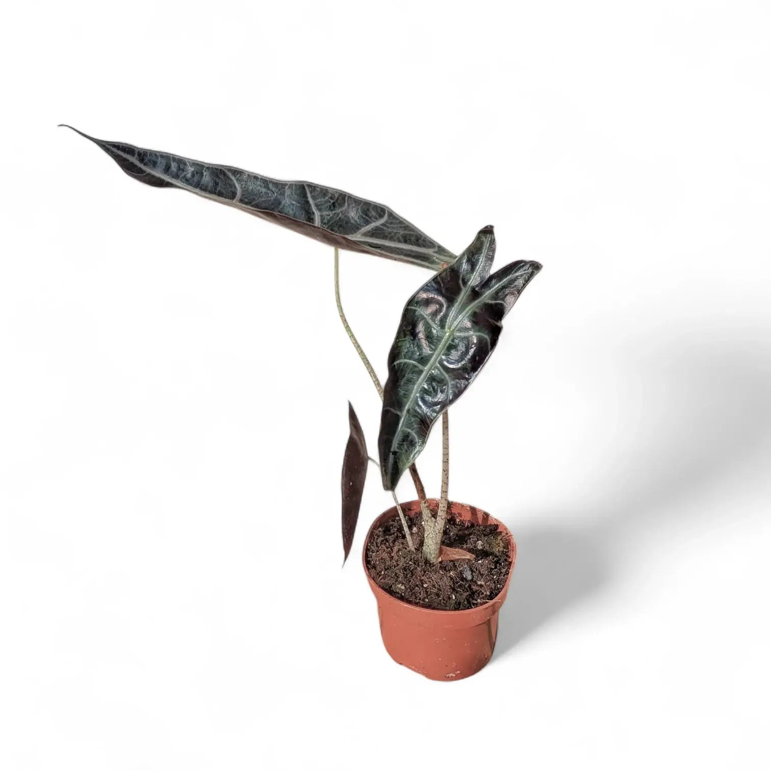 Alocasia longiloba 'Purple' potted plant in nursery pot on white background.