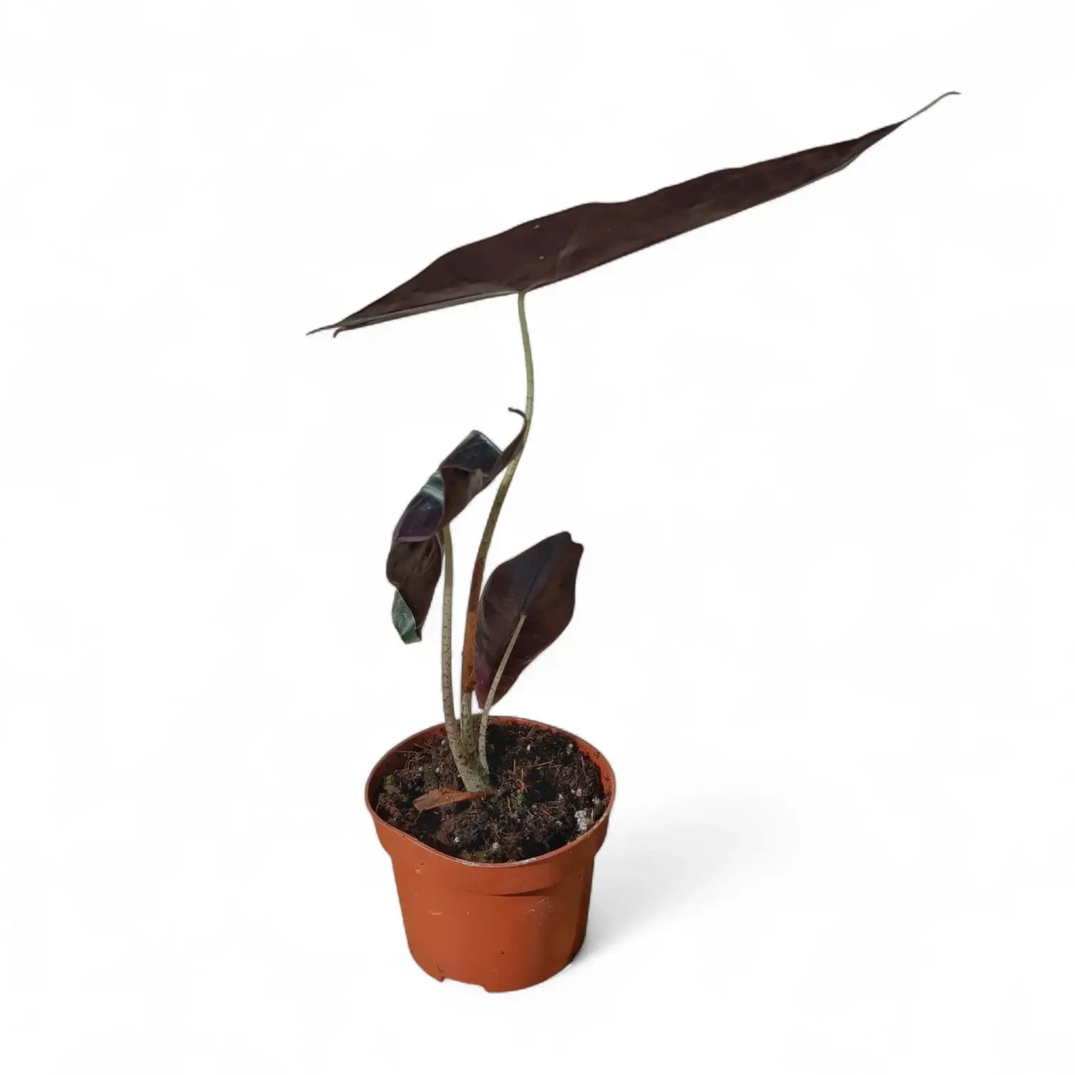 Alocasia longiloba 'Purple' potted plant in nursery pot on white background.