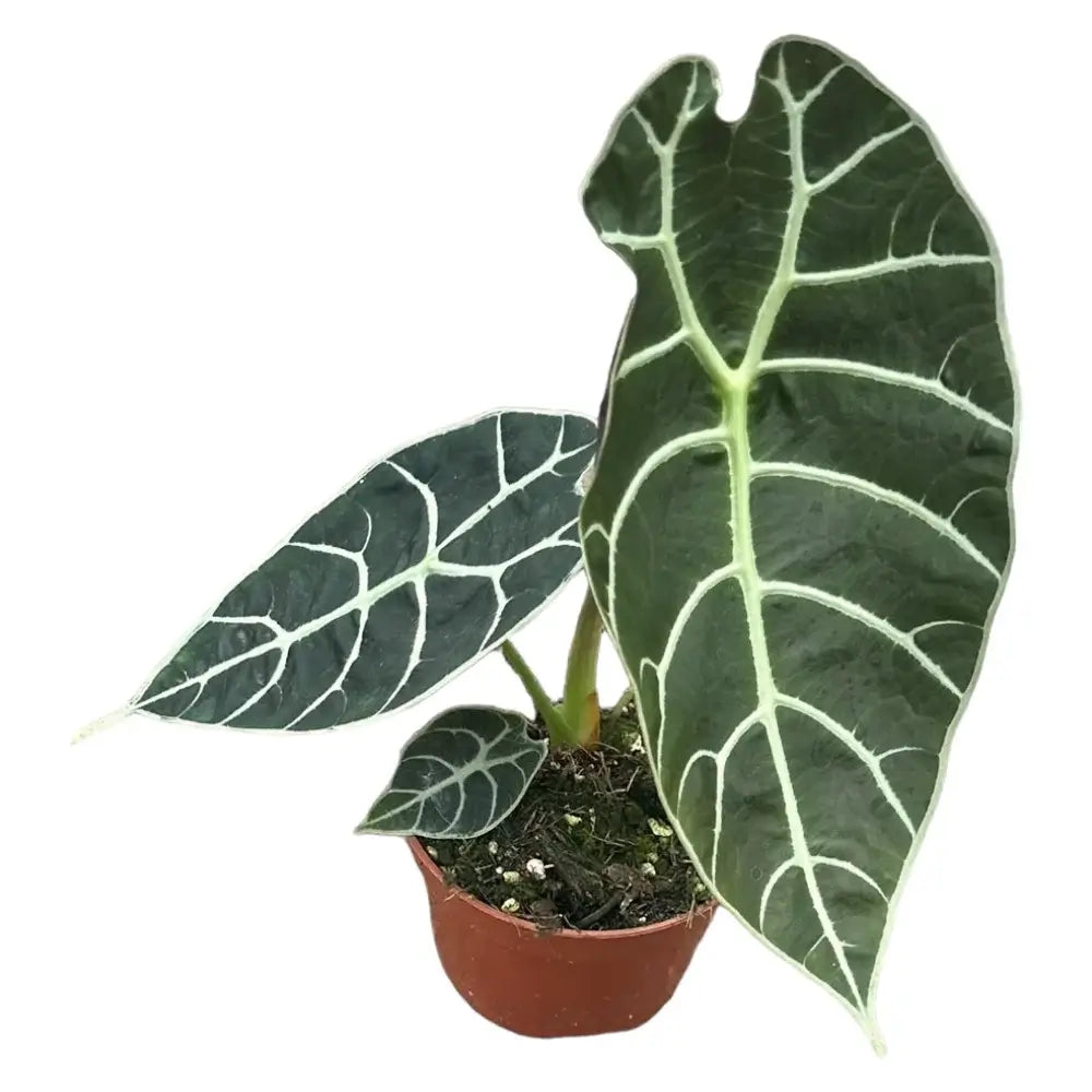 Alocasia longiloba 'Watsoniana' potted plant in nursery pot on white background.