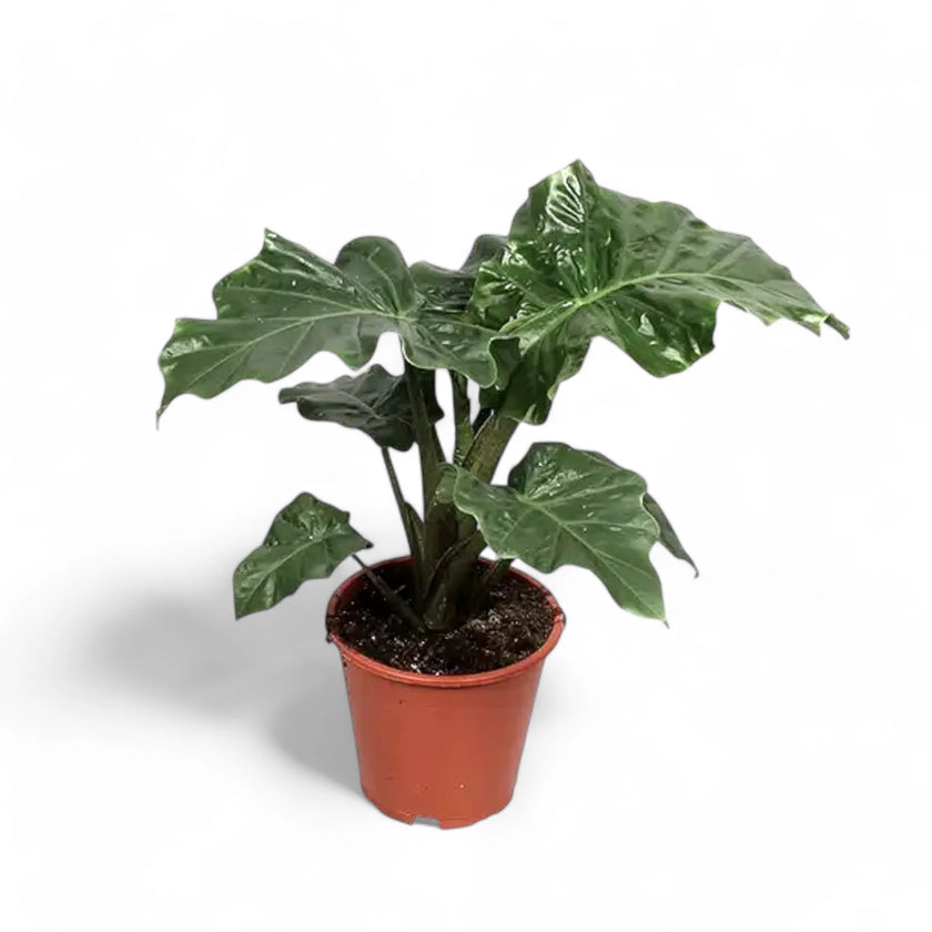 Alocasia 'Low Rider' potted plant in nursery pot on white background.
