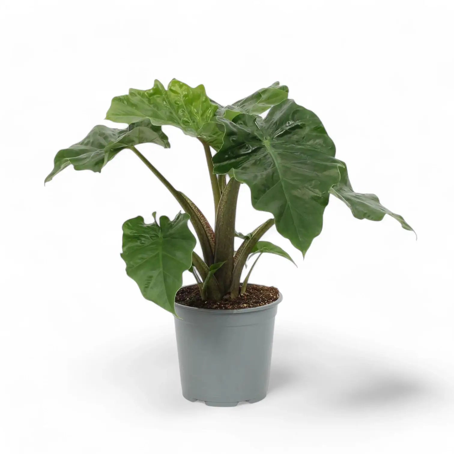 Alocasia 'Low Rider' potted plant in nursery pot on white background.