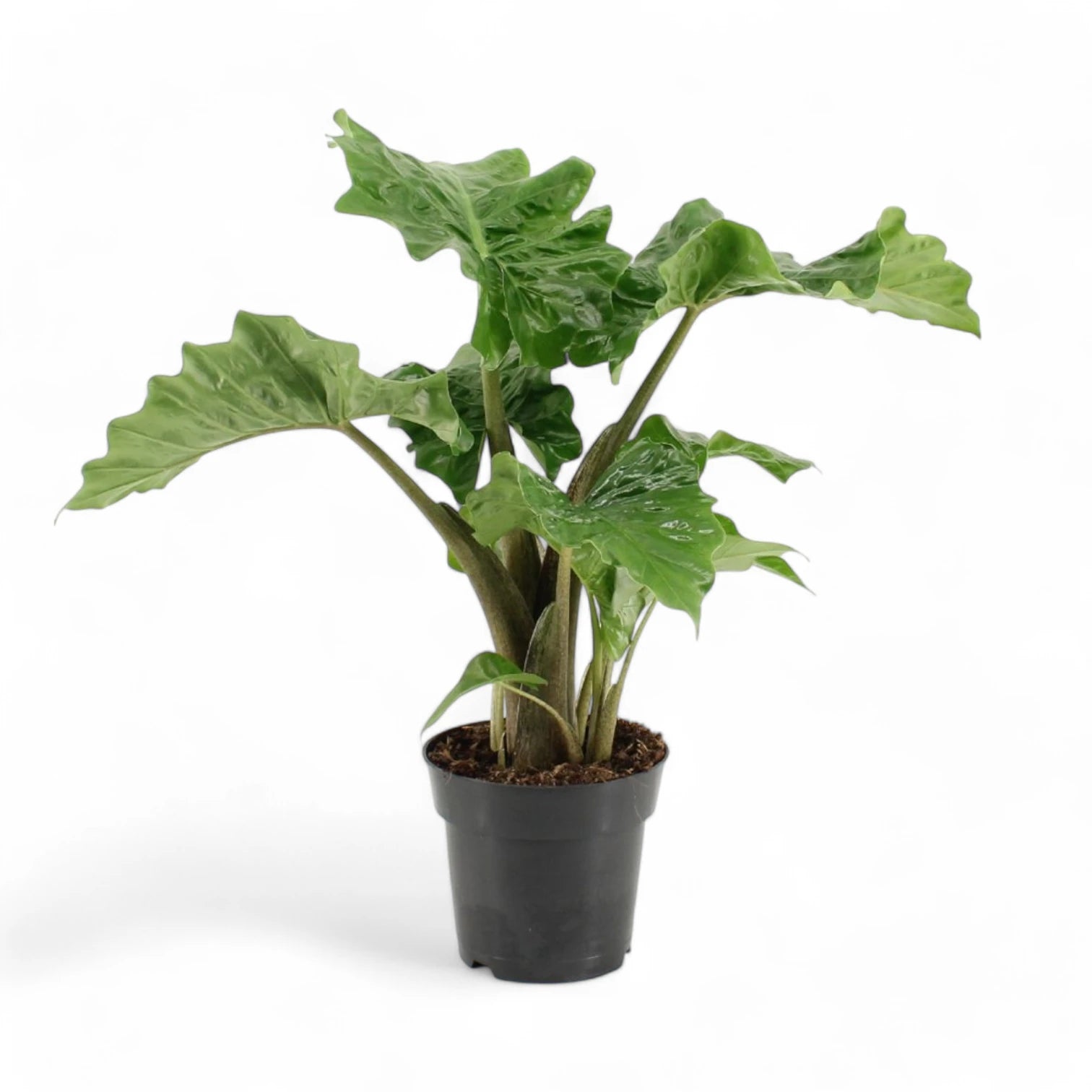 Alocasia 'Low Rider' potted plant in nursery pot on white background.