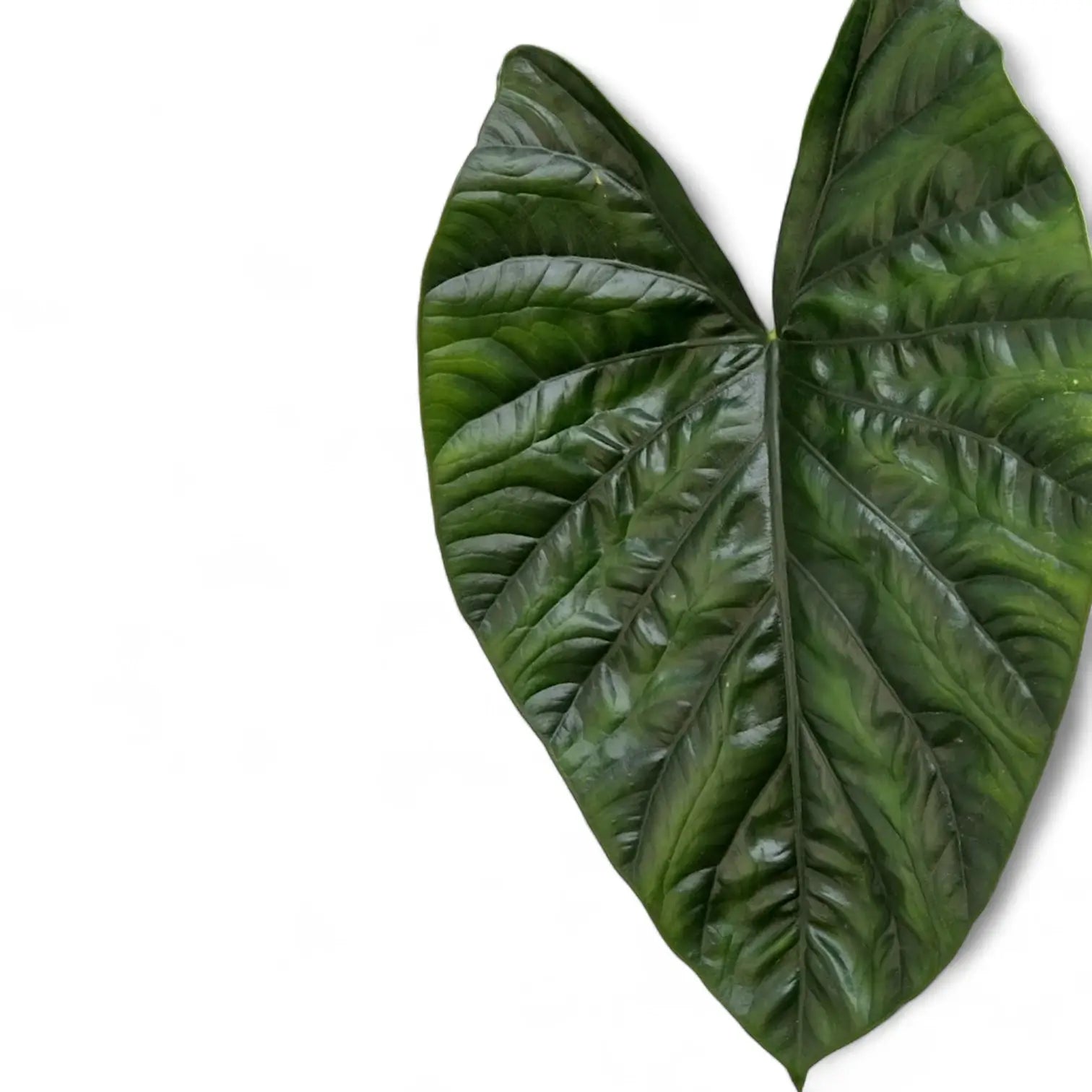 Alocasia 'Lukiwan' (sinuata x alba) potted plant in nursery pot on white background.