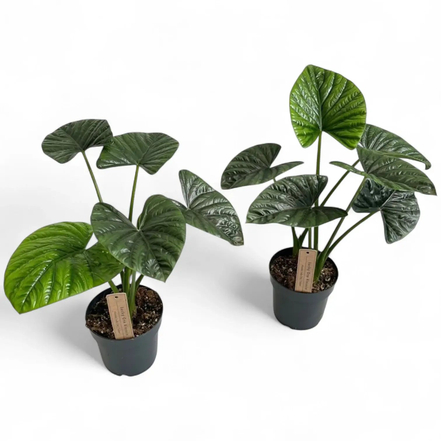 Alocasia 'Lukiwan' (sinuata x alba) potted plant in nursery pot on white background.