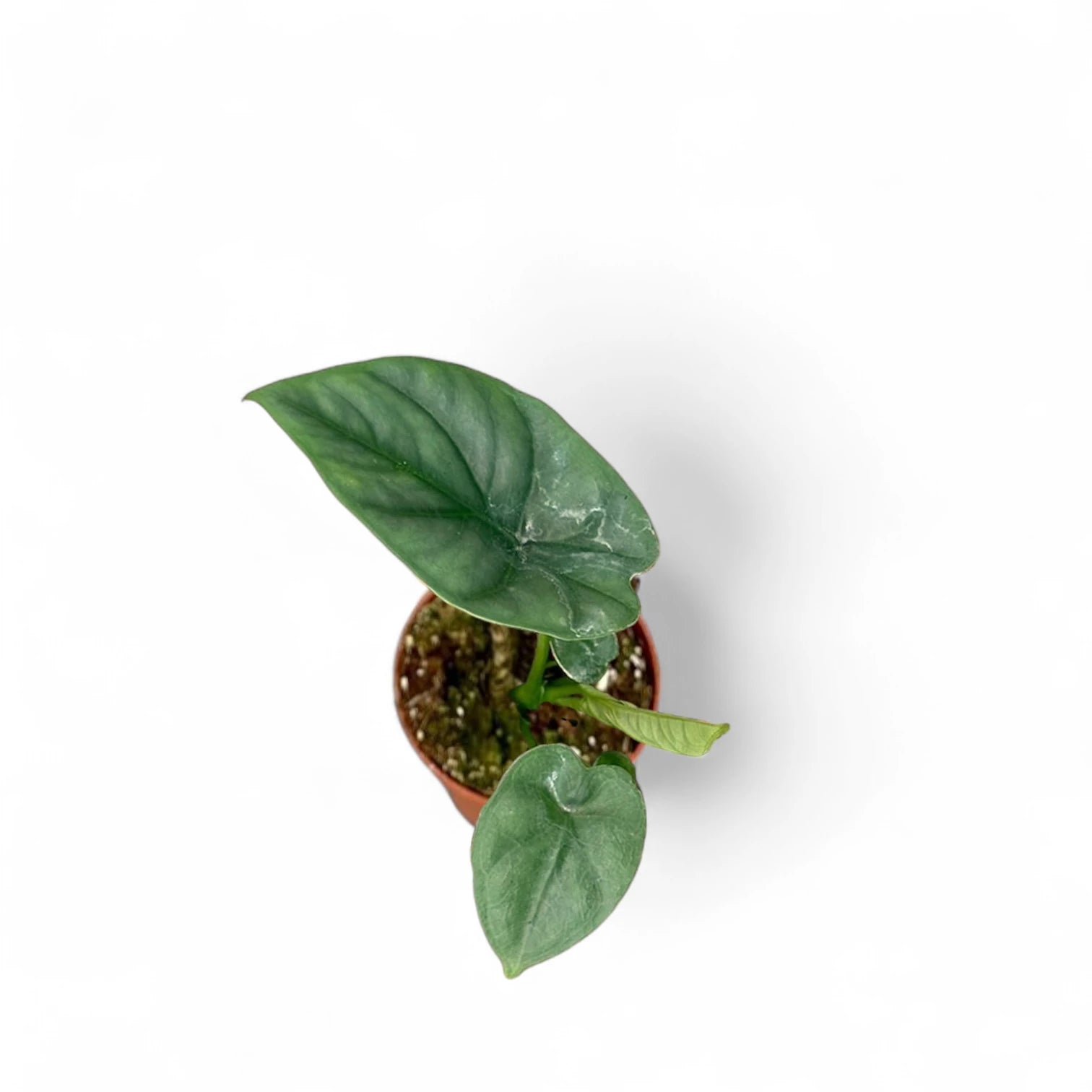 Alocasia 'Lukiwan' (sinuata x alba) potted plant in nursery pot on white background.