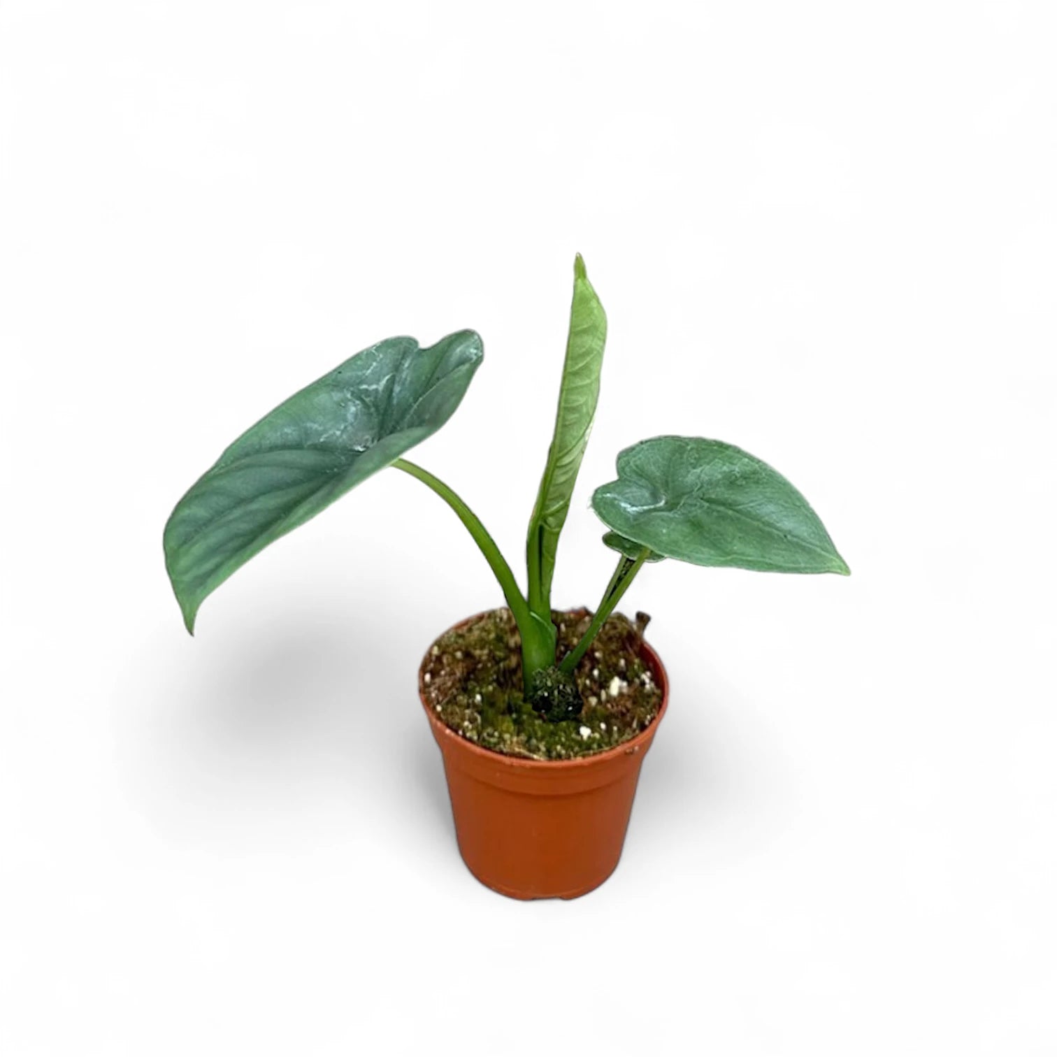 Alocasia 'Lukiwan' (sinuata x alba) potted plant in nursery pot on white background.