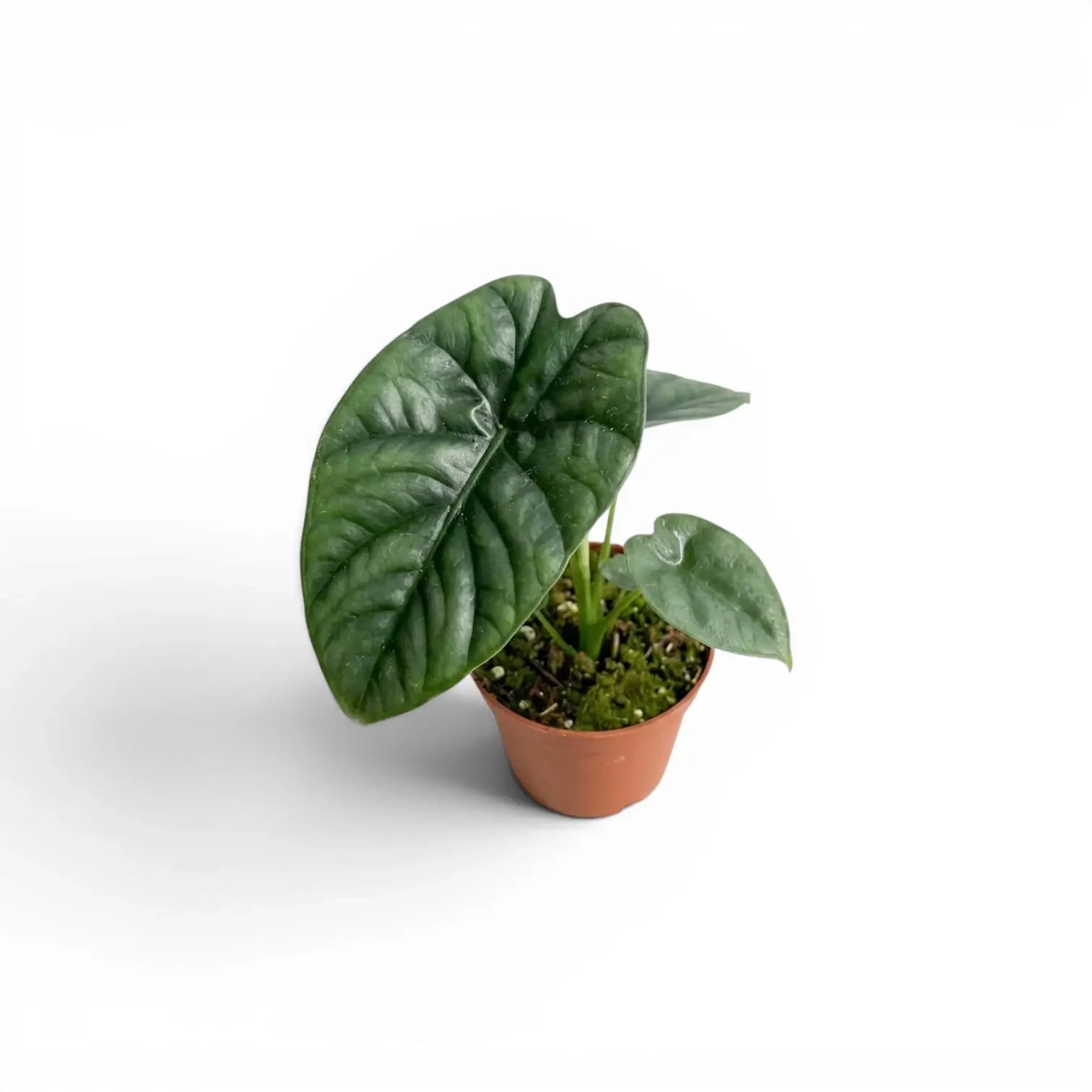 Jungpflanze von Alocasia lukiwan im Anzuchttopf vor weißem Hintergrund