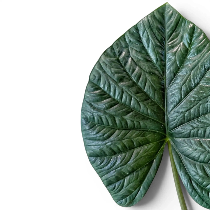 Close-up of Alocasia lukiwan textured leaf on a white background