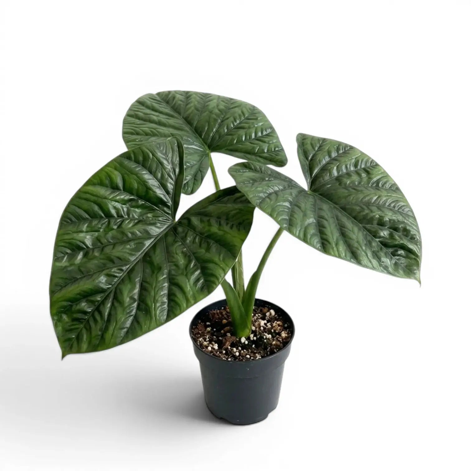 Mittelgroße Alocasia lukiwan mit strukturierten, glänzenden Blättern im Anzuchttopf vor weißem Hintergrund