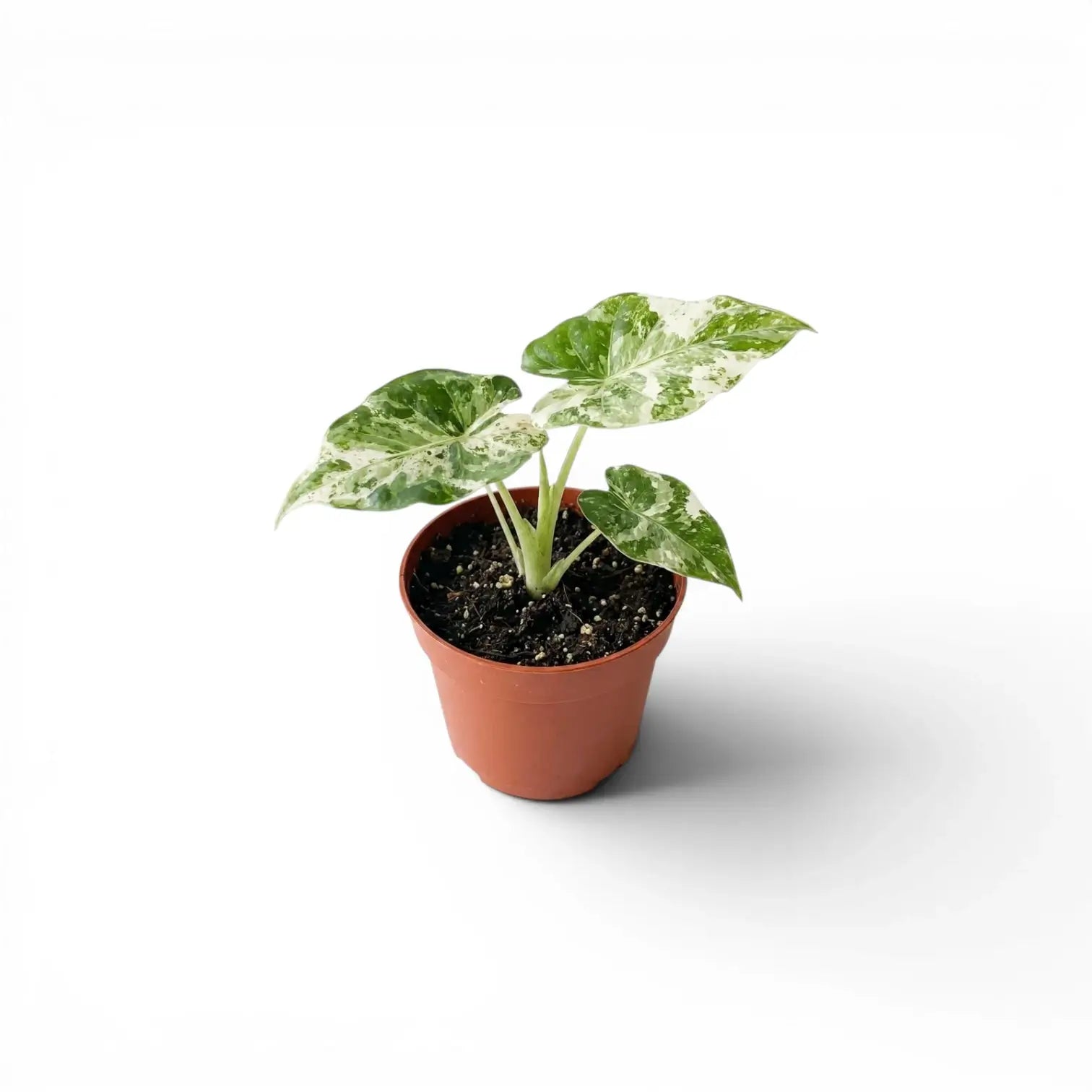 Alocasia macrorrhiza Splash Baby-Pflanze im Kulturtopf vor weißem Hintergrund