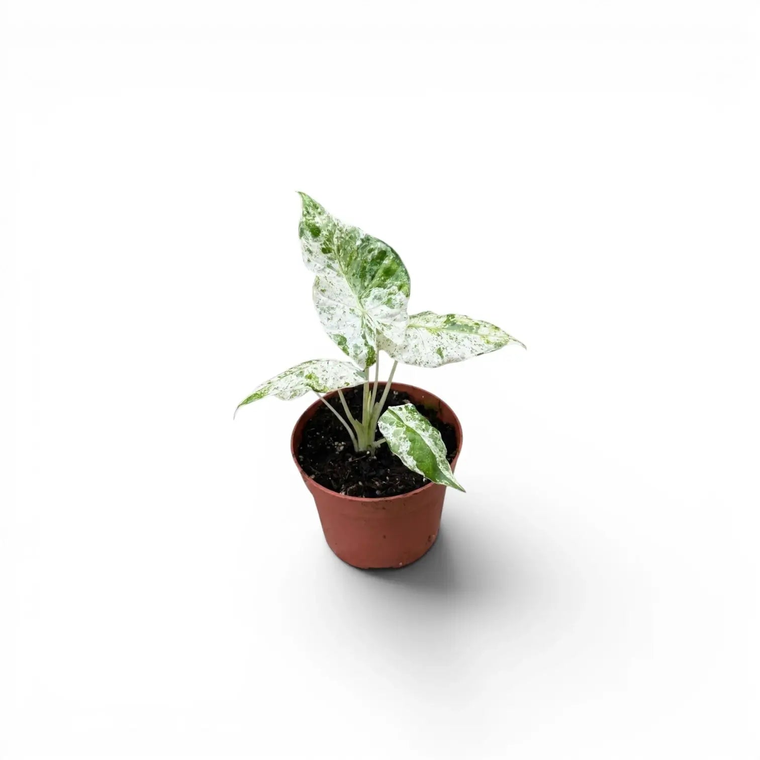 Alocasia macrorrhiza Splash Baby-Pflanze im Kulturtopf vor weißem Hintergrund