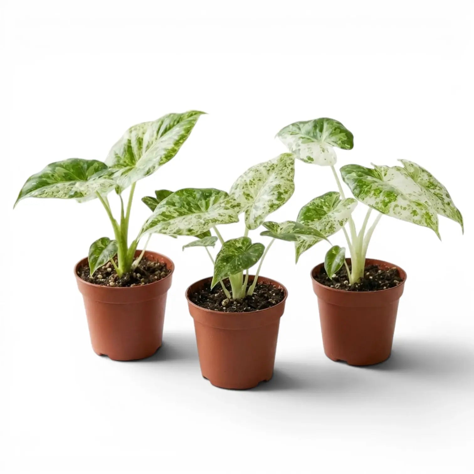 Kleine Alocasia macrorrhiza Splash Jungpflanze im Kulturtopf vor weißem Hintergrund