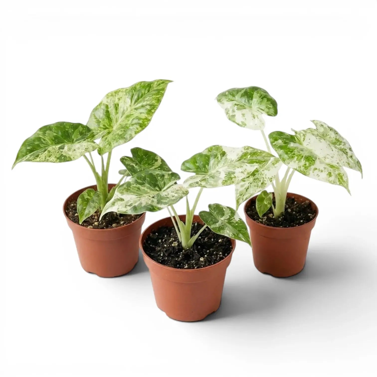 Kleine Alocasia macrorrhiza Splash Jungpflanze im Kulturtopf vor weißem Hintergrund