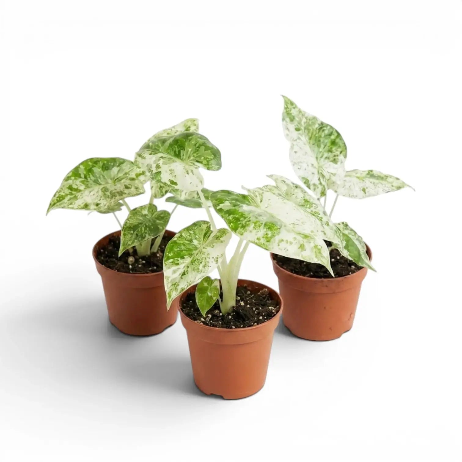 Kleine Alocasia macrorrhiza Splash Jungpflanze im Kulturtopf vor weißem Hintergrund