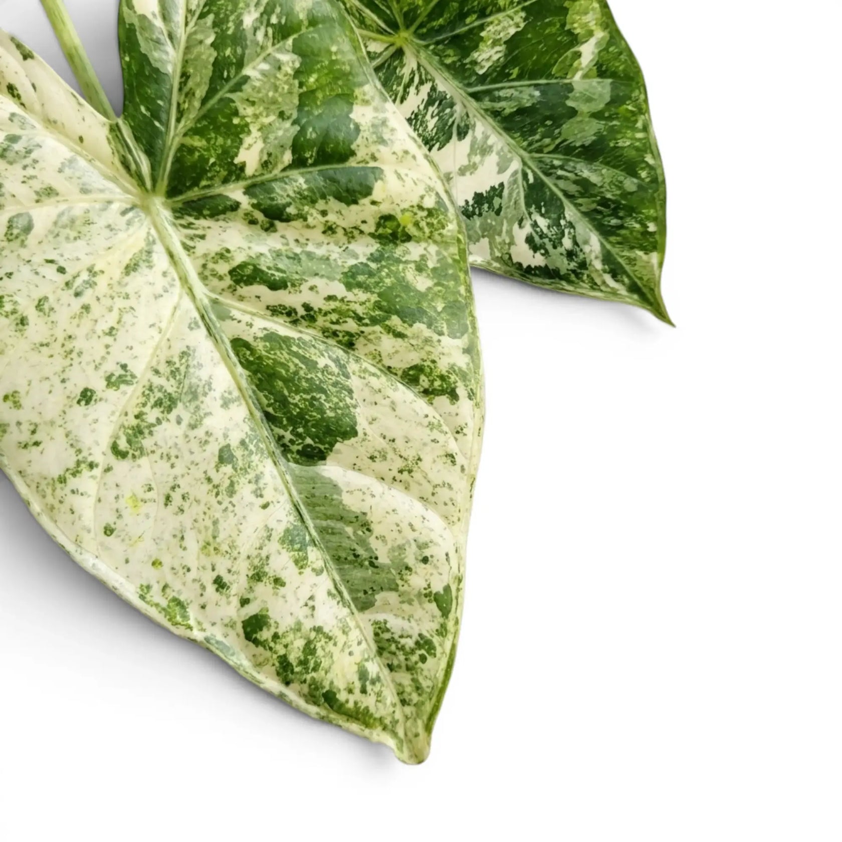 Nahaufnahme eines panaschierten Blatts von Alocasia macrorrhiza Splash vor weißem Hintergrund