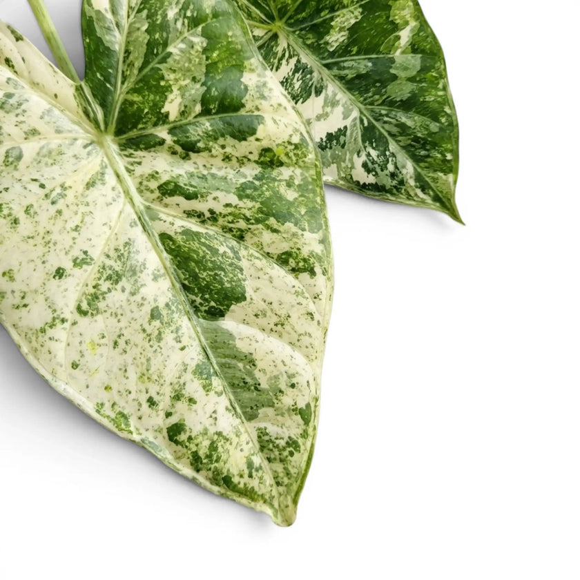 Close up variegated leaf of Alocasia macrorrhiza Splash on a white background