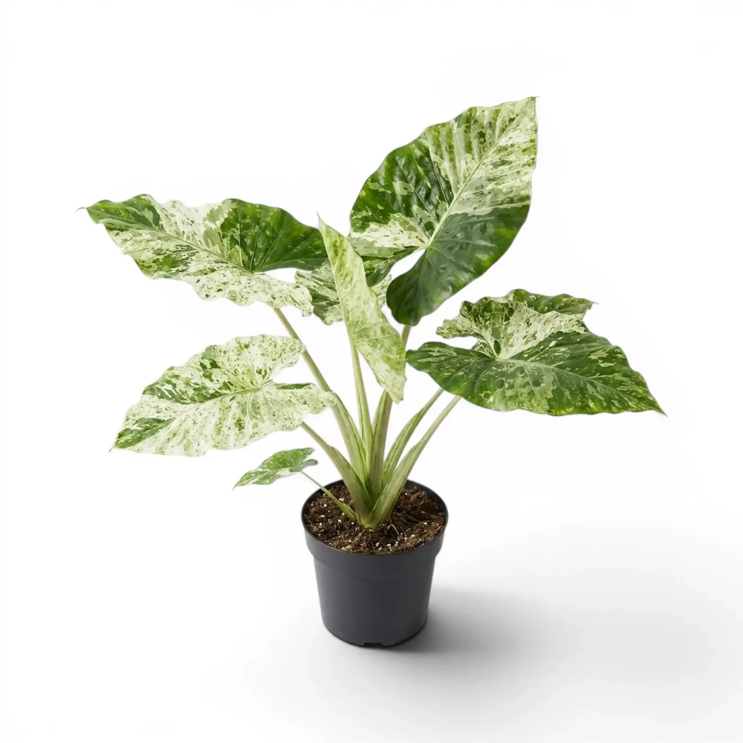 Mittelgroße Alocasia macrorrhiza Splash im Kulturtopf vor weißem Hintergrund