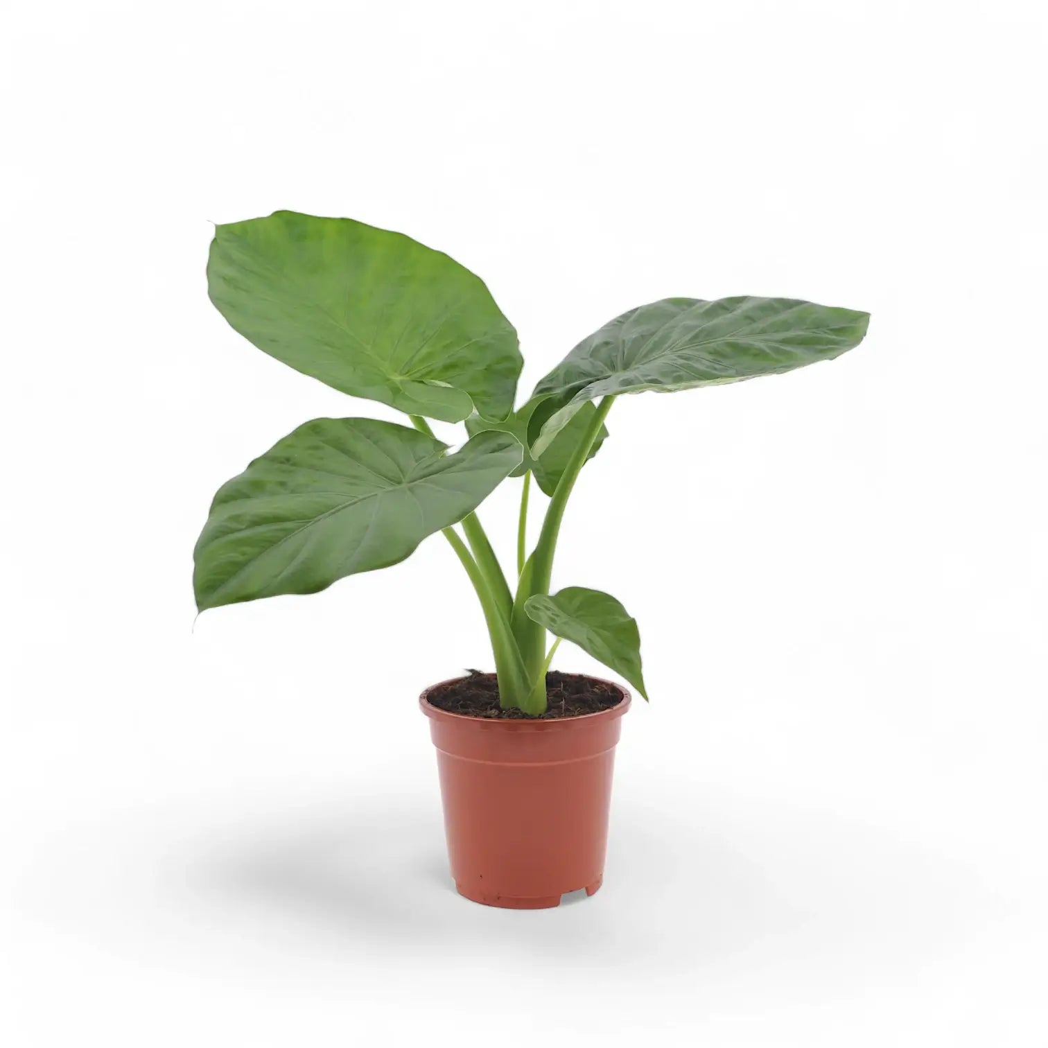 Alocasia macrorrhizos potted plant in nursery pot on white background.