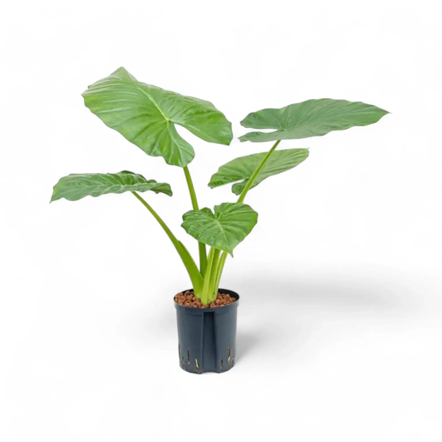 Alocasia macrorrhizos potted plant in nursery pot on white background.