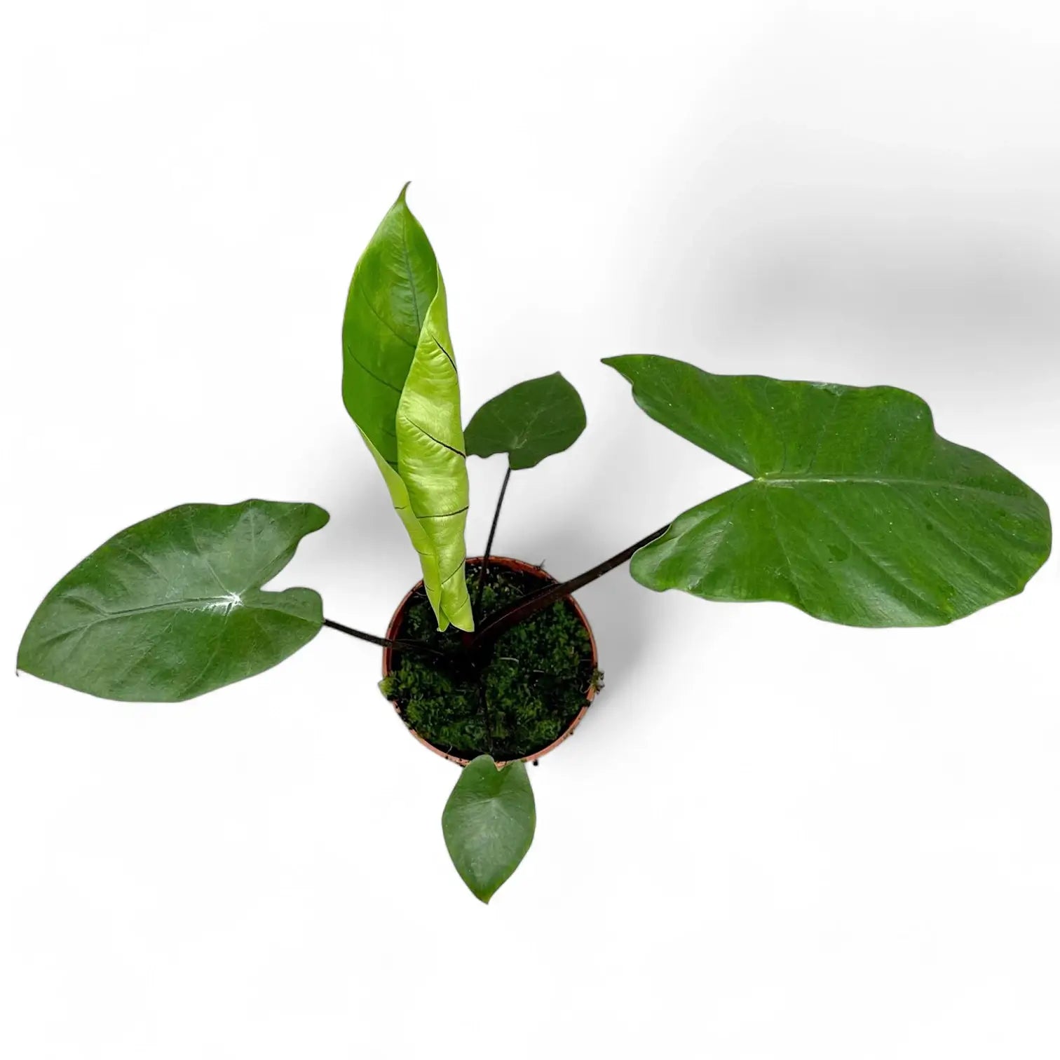 Alocasia macrorrhizos 'Black stem' potted plant in nursery pot on white background.