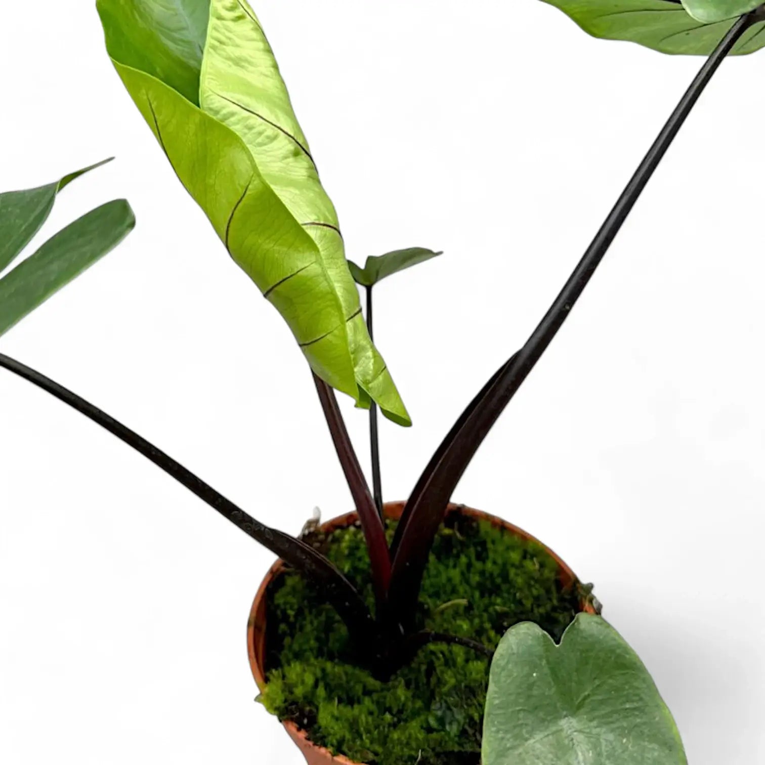 Alocasia macrorrhizos 'Black stem' potted plant in nursery pot on white background.