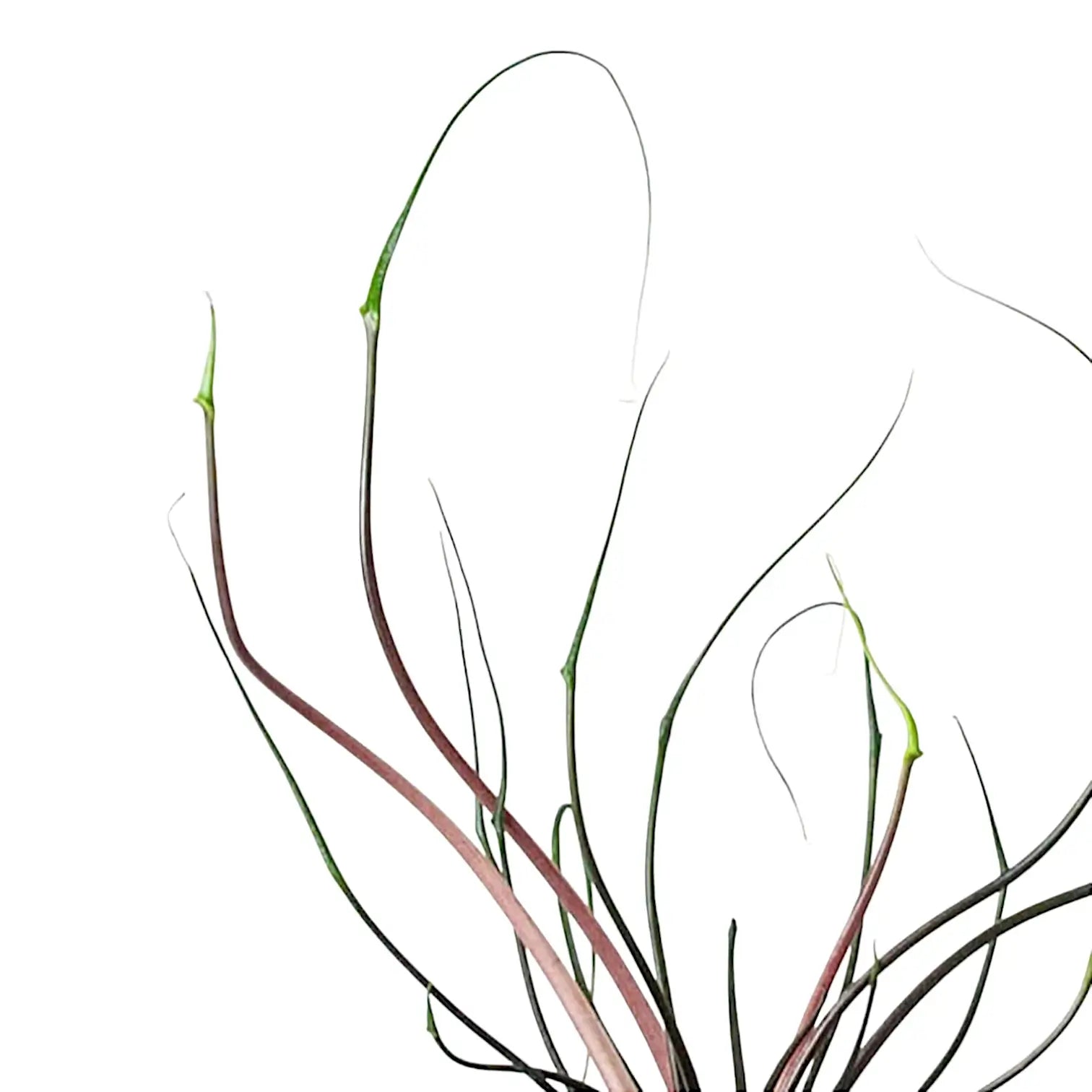 Alocasia macrorrhizos 'Flying Squid' leaf detail on white background.